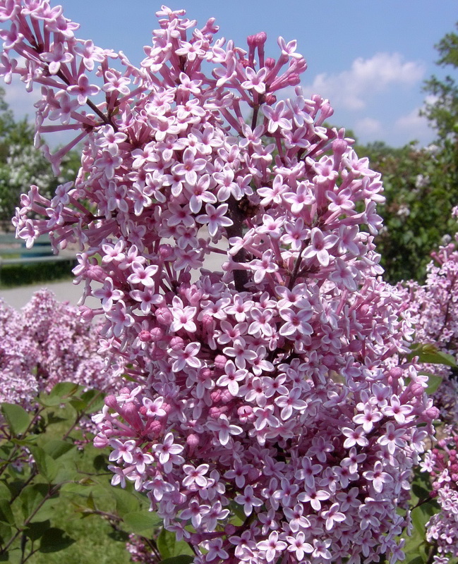 Сирень Джози, Syringa `Josee` | СадПарад